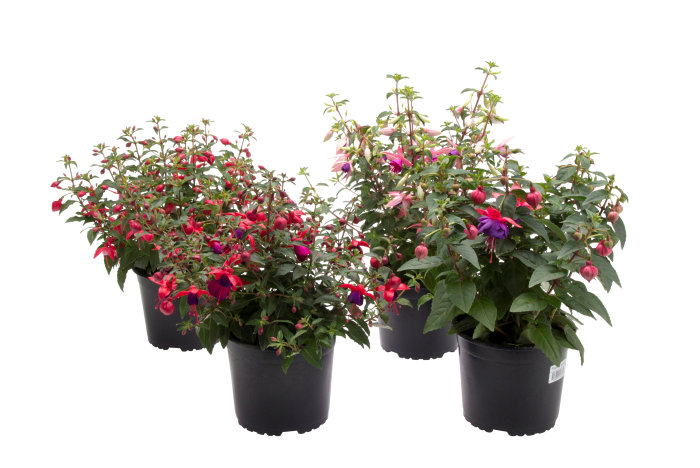 Fuchsia Ø17 cm 